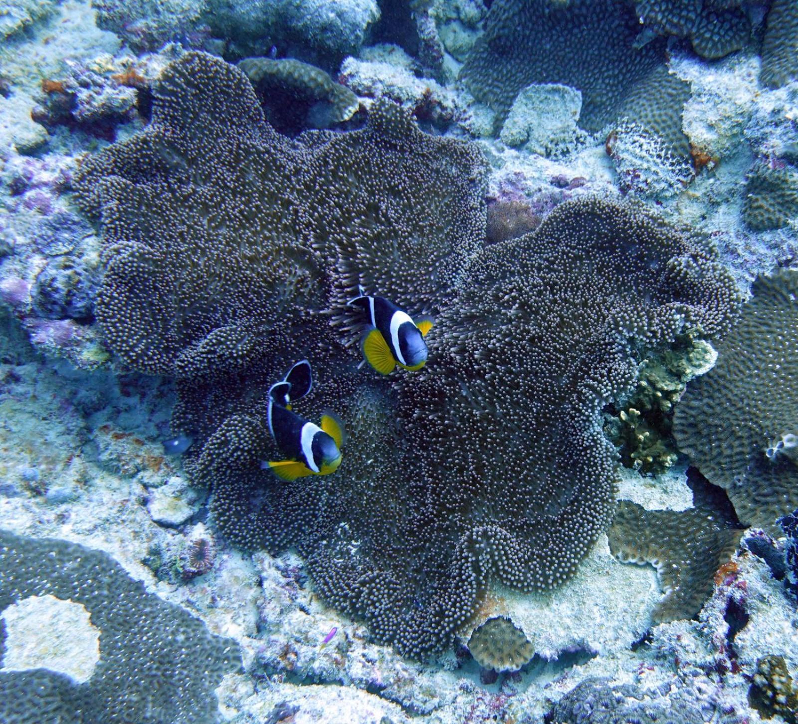Lily Pad Lodge Bambou Dış mekan fotoğraf